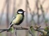 Great Tit (4) by Wim Westerhof