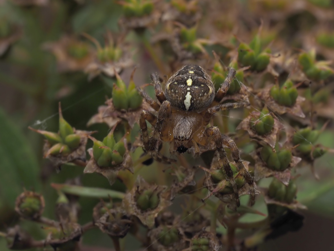 Garden Spider