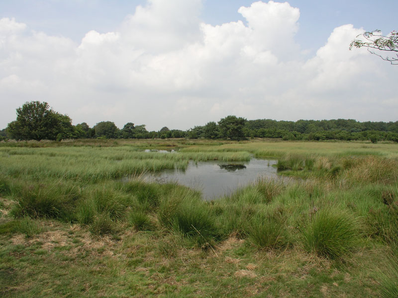 Mantingerveld