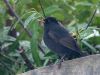 Blackbird (2)