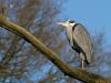 Blue Heron by Wim Westerhof