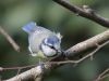 Blue Tit (3) by Wim Westerhof