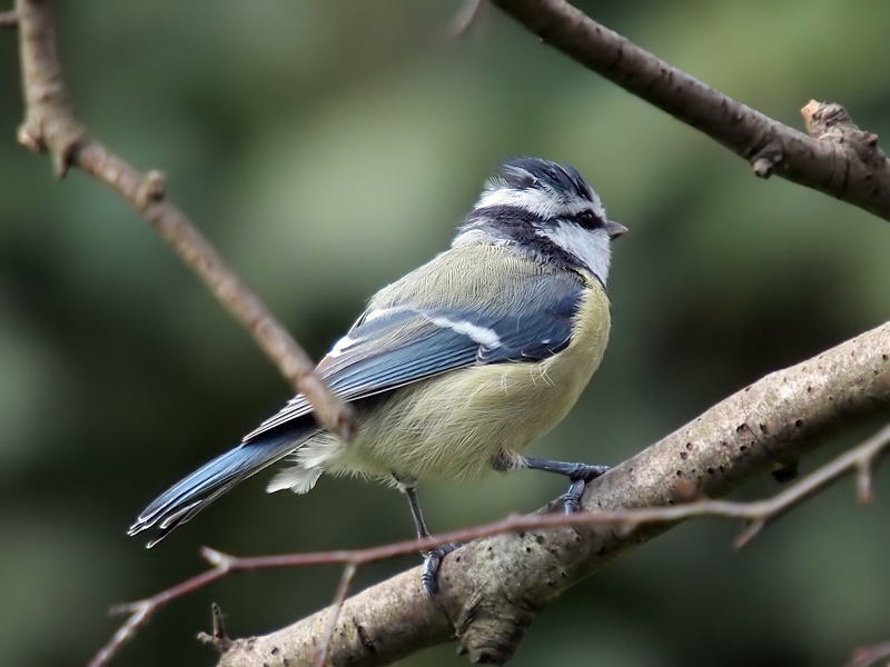 Blue Tit (2)