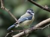 Blue Tit (2) by Wim Westerhof