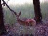 Roe Deer by Wim Westerhof