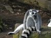 Ring-Tailed Lemur by Wim Westerhof