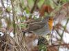 Robin (3) by Wim Westerhof