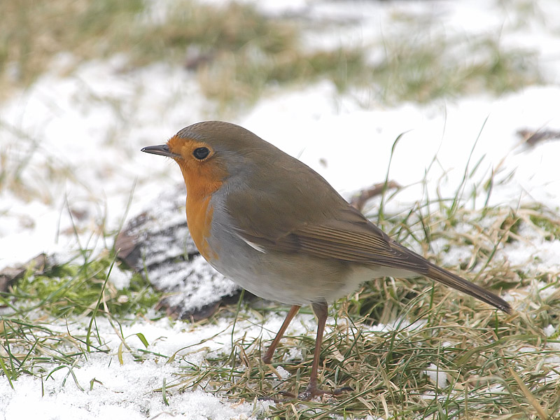 Robin (4)