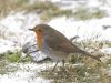 Robin (4)