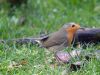 Robin (5)