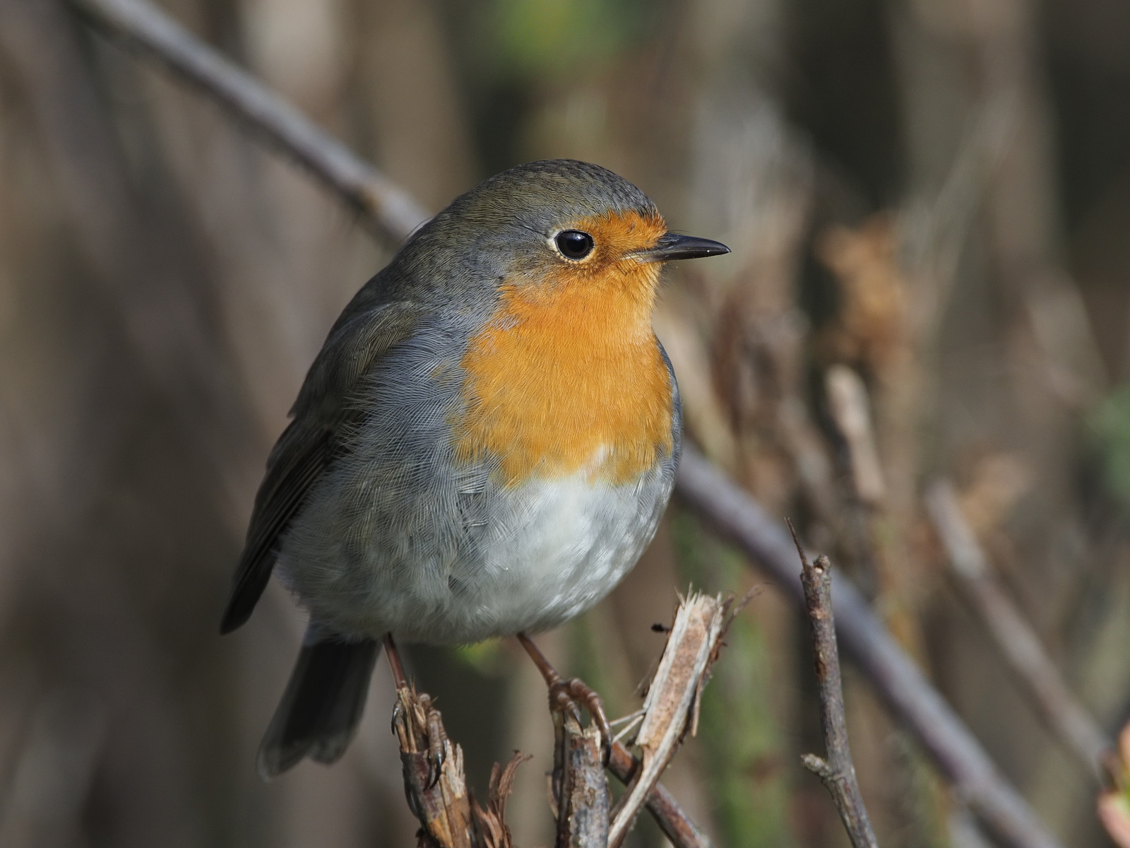 Robin (6)