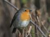 Robin (6) by Wim Westerhof