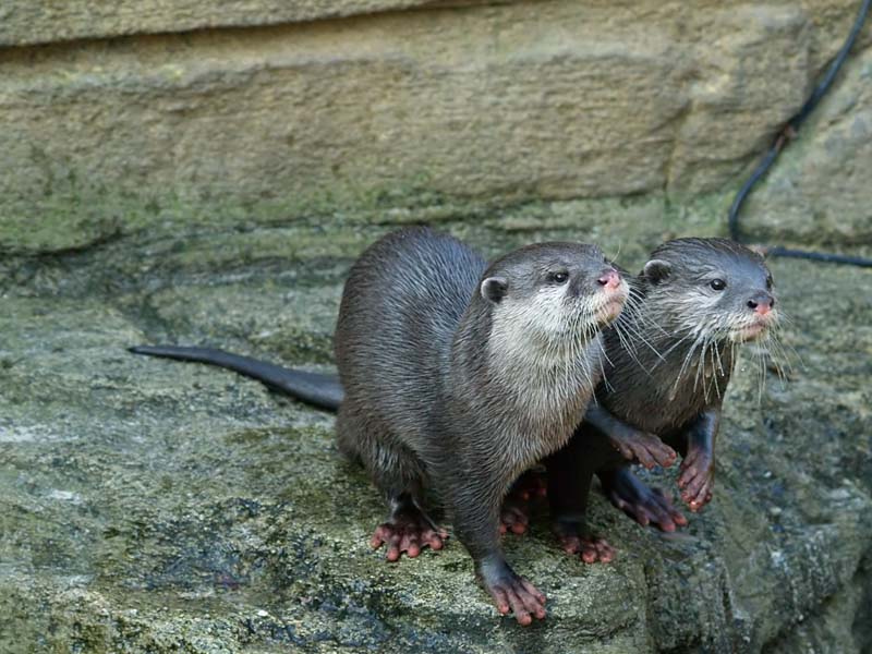 Short-Clawed Otter
