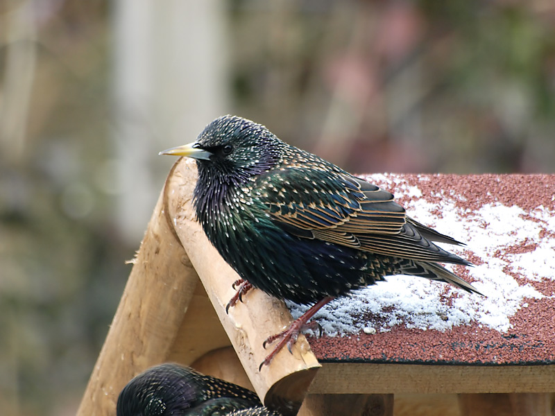 Starling (2)