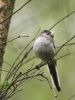 Long-tailed Tit by Wim Westerhof