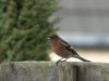 Chaffinch(male) by Wim Westerhof