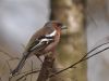 Chaffinch (6) by Wim Westerhof