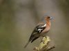 Chaffinch by Wim Westerhof