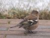 Chaffinch (2) by Wim Westerhof