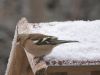 Chaffinch (3) by Wim Westerhof