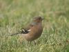 Chaffinch (5) by Wim Westerhof