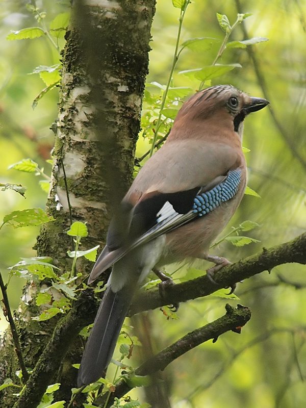 Jay (2)