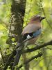 Jay (2)