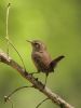 Wren (2) by Wim Westerhof