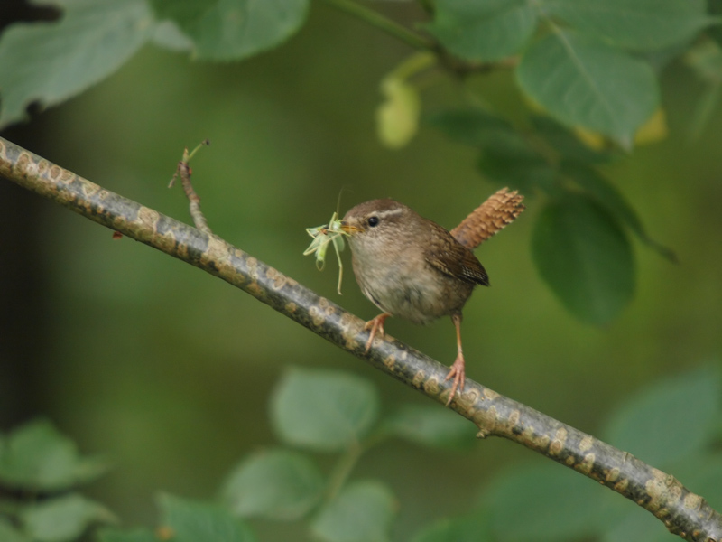 Wren