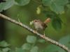 Wren by Wim Westerhof