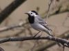 White Wagtail by Wim Westerhof