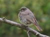 Black Redstart by Wim Westerhof