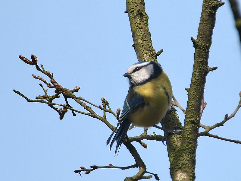 Blue Tit