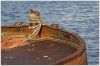Dredger by Chris Can