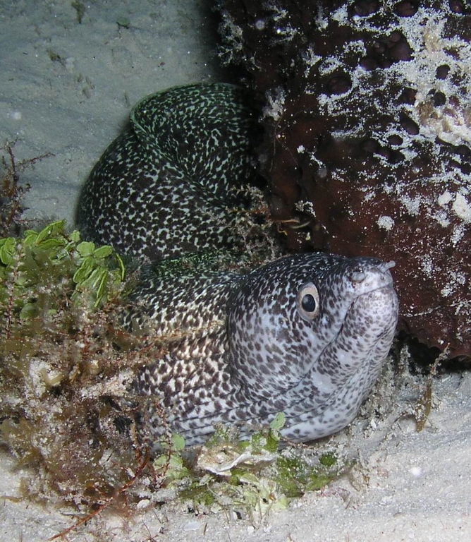 spotted eel