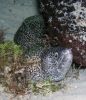 spotted eel