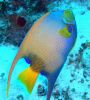 queen angelfish