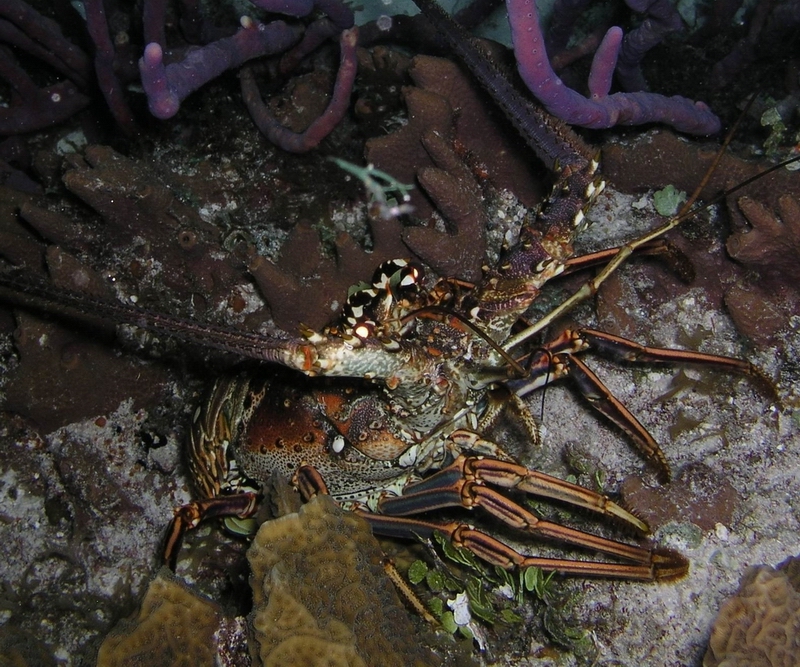 spiny lobster