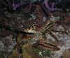 spiny lobster