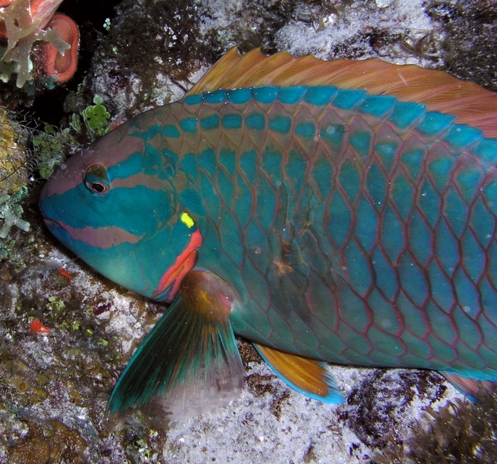 parrotfish