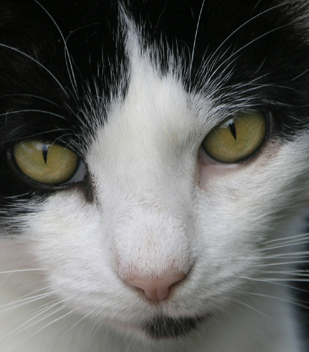 Hypnotic Stare