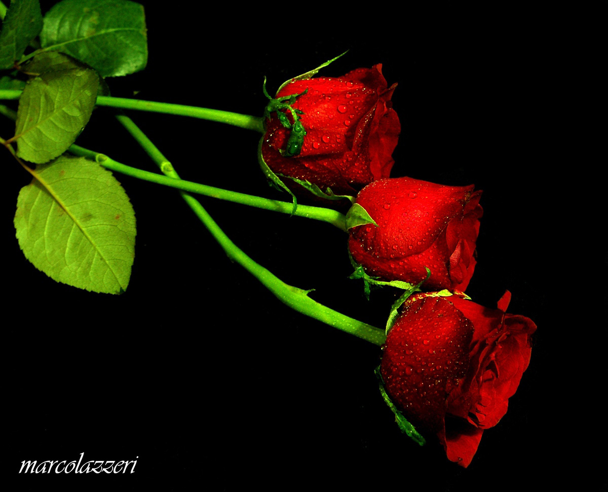 three roses