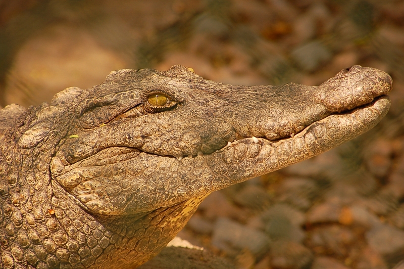 zoo croc