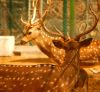 Antlers by Marco Lazzeri