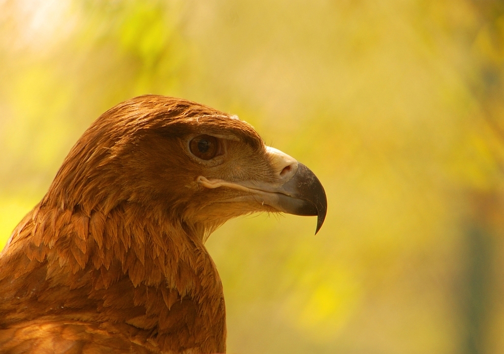 Falcon