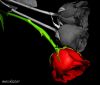 rose rosse by Marco Lazzeri