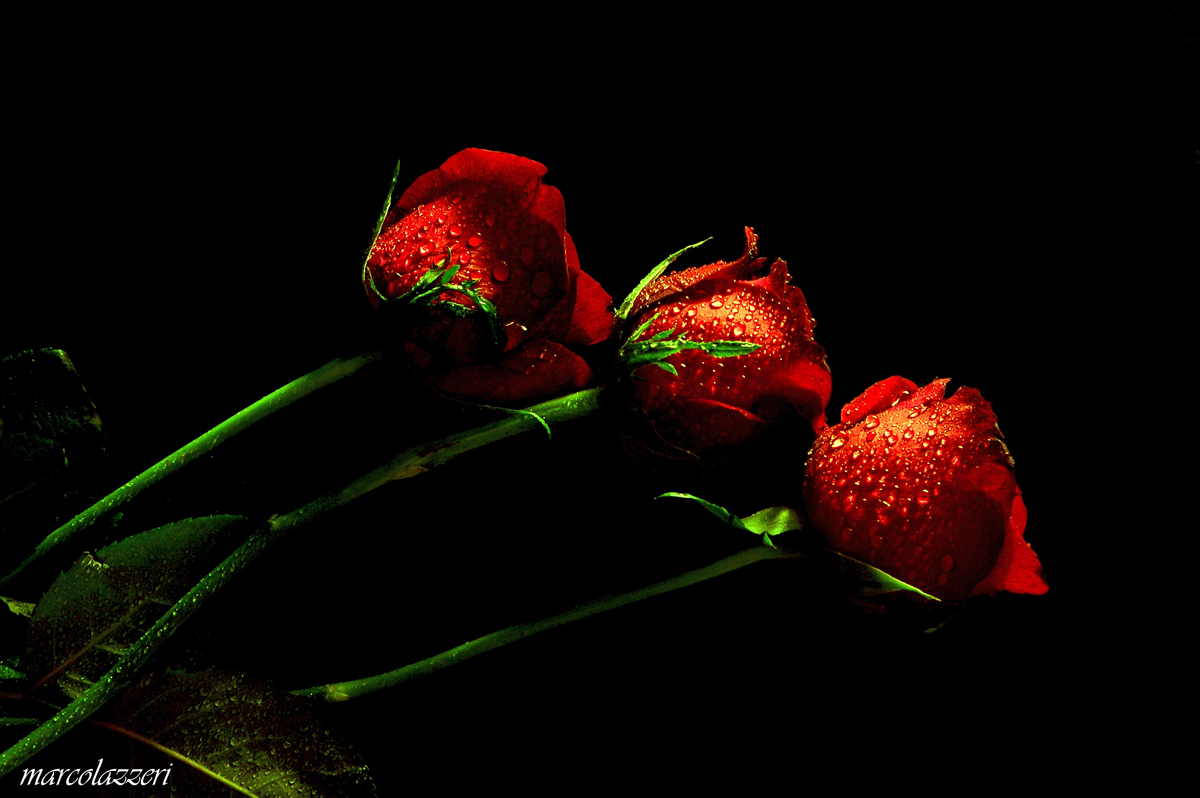 tre rosa