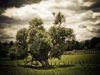 Lonely tree by mi lo