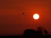 Sunset Bird II by mi lo