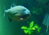 Piranha by mi lo